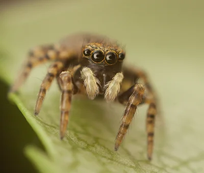 Scutacarus - #makro #fotozgrzegorzem #fotografia #pajaki