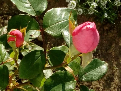 laaalaaa - Róża 100/100 z mojego ogrodu ( ͡° ͜ʖ ͡°)
Jest to wielkokwiatowa MAZOWSZE,...