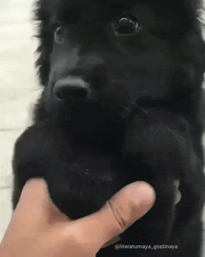 f.....a - dlaczego ten pies nie dostanie żadnego plusa