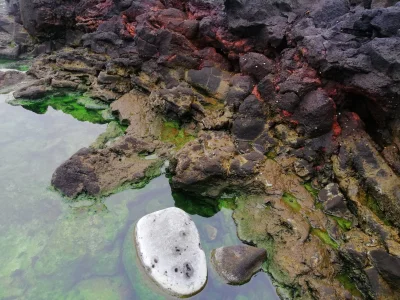 Pippo - Patrzcie jakie fajne kolorowe glony ostatnio spotkałem na #islandia
#natura #...