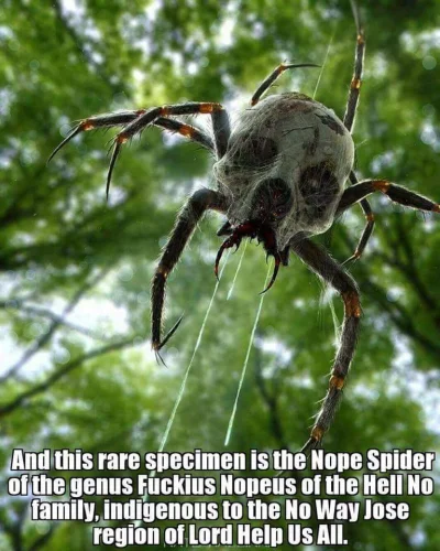 PrzemoQ - Nope spider ( ͡° ͜ʖ ͡°) #smiesznypiesek #pajaki