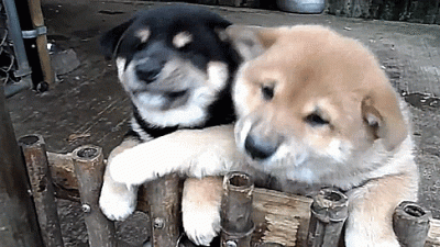 toxa - ooo kameja poka poka poka (ʘ‿ʘ)
#gif #smiesznypiesek #heheszki #humorobrazkow...