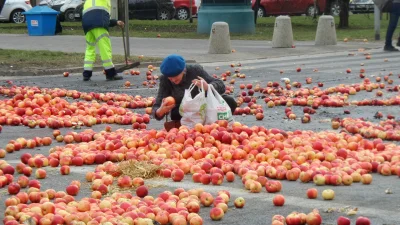fifi2584 - Mocne zdjęcie. Protestujący rolnicy rozsypali jabłka na dużym rondzie w Wa...