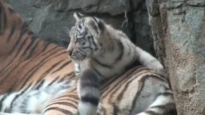 likk - #gif #duzekoty ale małe #tygrys #zwierzaczki

http://i.imgur.com/uAOqTnI.gif...