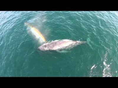 axis_mundi - Nyan Whale. ( ͡° ͜ʖ ͡°)
#heheszki #awsome