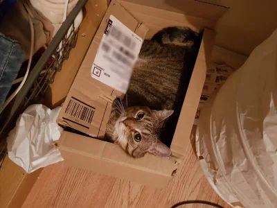 dwakotykastrowane - Ej ostatnio Amazon zaczął dostarczać #koteczki wiec wziąłem jedne...
