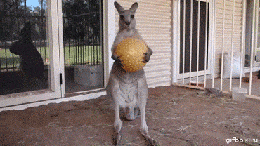 CreativePL - #kangury zawsze na propsie.

#gif