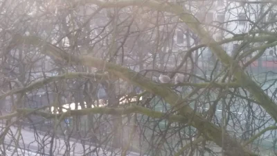 mapache - WRÓCIŁY (ʘ‿ʘ)

oba ptaszki już są na drzewie. gdy współlokator wychodził za...