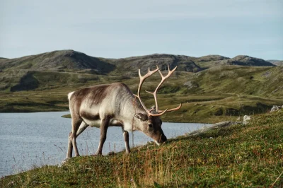 urbnski - Renifereł ʕ•ᴥ•ʔ
#smiesznypiesek #norwegia #nordkapp #urbnskiwpodrozy