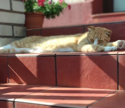 pawelczixd - Oto kitku. Jest z nami odkąd byłem dzieckiem. Zdążyłem się już kilka lat...