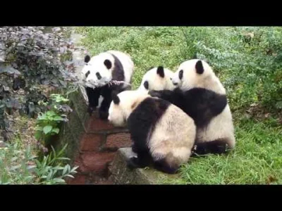 Rzuku - @uszatek8: pandy faktycznie wydają śmieszne odgłosy ʕ•ᴥ•ʔ