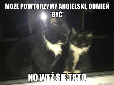 prowl - #heheszki #koty #zobaczmemy