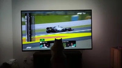 Reepo - Mój kot to fan F1, cały czas próbuje popsuć bolid Hamiltona, dziękuję Pan Miz...