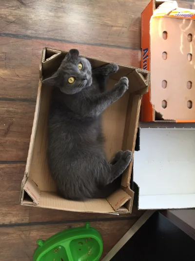 rlshd - @dreamy: pudełko oblegane non stop, przez obytrzy koty ( ͡° ͜ʖ ͡°)
maluchy j...