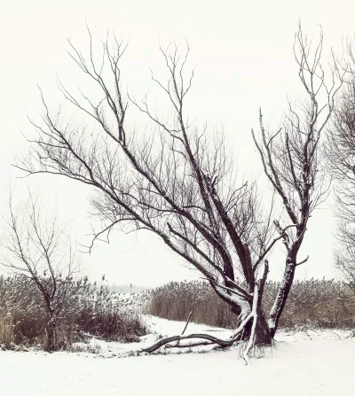 Sehee - Przy okazji spaceru ( ͡° ͜ʖ ͡°)

#fotografia #drzewo #zima #mojezdjecie