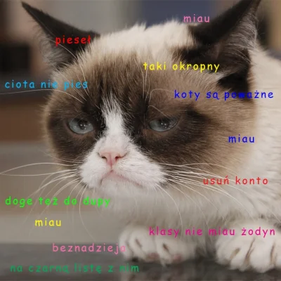 kropek00 - #grumpycat > #doge > #piesel