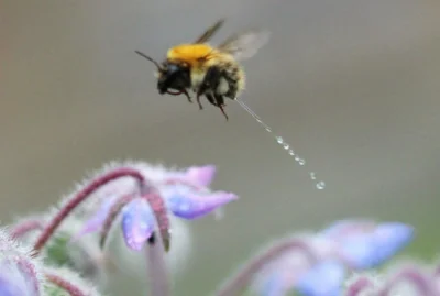 Jariii - Bardzo rzadkie zdjęcie. Sikająca pszczoła ( ͡° ͜ʖ ͡°) 
#pszczoły #zwierzacz...