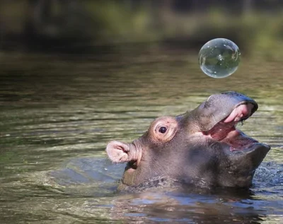 l-da - #hipopotamy #zwierzęta #natura