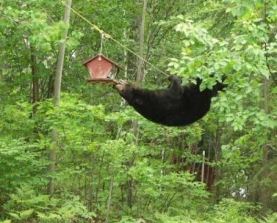 mactrix - Otyła wiewiórka z USA ratuje domek dla ptaków przed zniszczeniem ze względu...