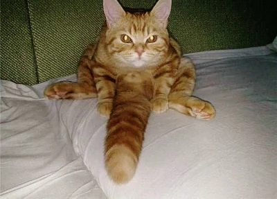 Aoky - Siema to mój #kot, nazwałem go #wacek ( ͡° ͜ʖ ͡°)
#koty #pdk #heheszki