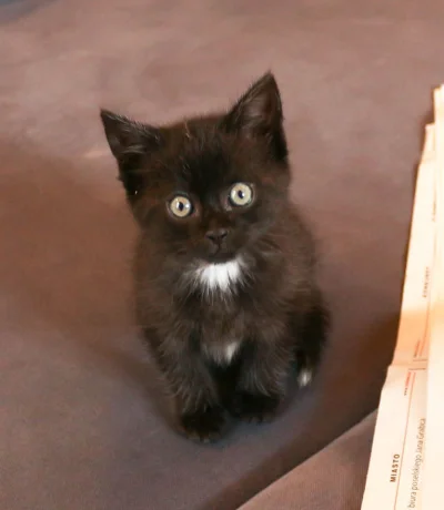 artur200222 - Cześć. Mam do oddania taką małą, czarną kulkę. Kotek ma ok 2 miesiące. ...