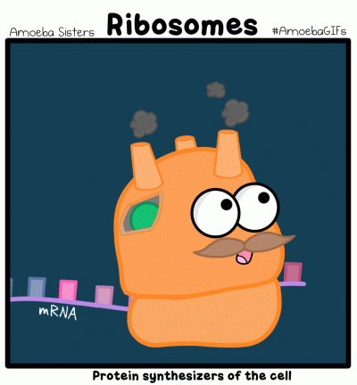 bioslawek - ( ͡° ͜ʖ ͡°)



#dna #biologia #nauka #biochemia #biofizyka #animacje ...