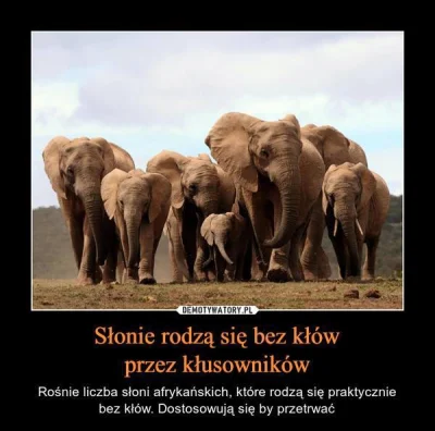 bioslawek - Afrykańskie słonie rodzą się bez kłów nie dlatego, że się dostosowują w s...