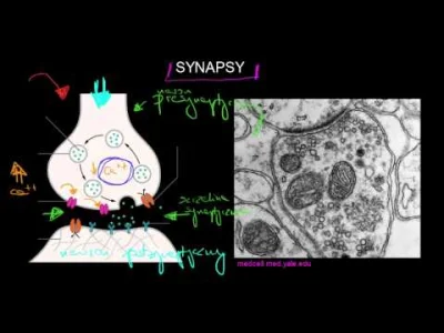 FulTun - @kuba1307: Spytaj baby w aptece co ma na synapsy elektryczne i chemiczne na ...