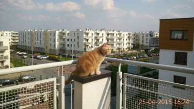 Kick_Ass - #pokazkota #kotnadzis #koty #caturday
Osiedlowy monitoring online. Wafel n...