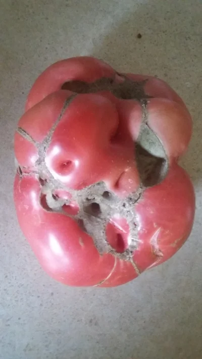 D.....s - Taki pomidor z działki
Troche #trypofobia #wtf