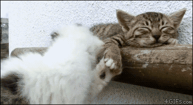 KaczuszkaSpodDzbanuszka - #dziendobrymirko #zwierzaczki #koty #gif

Wstajemy! (｡◕‿‿◕｡...