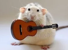 bozezbozewborze - @ruddie: Szczury są super, są miłe, puszyste i diabelnie inteligent...