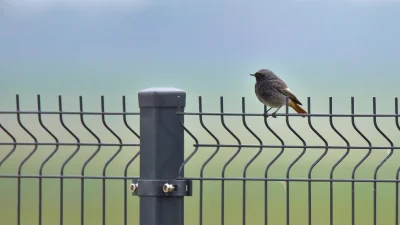 sedros - Ostatnio nawiedził mnie kopciuszek. Gdy nie zgubił pantofelka, zacząłem coś ...