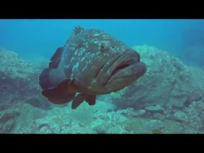 ulath - skleciłem filmik z ostatniego #nurkowanie , co myślicie o jakości wideo?