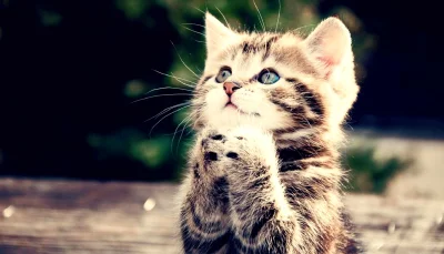 Kotekmiaumiau - #koty Miau miau miau! Przytul mnie do serduszka!