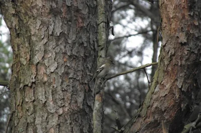 goblin21 - #ornitologia

Cóż to za ptaszek? Zrobiłem mu fotkę będąc w lesie.