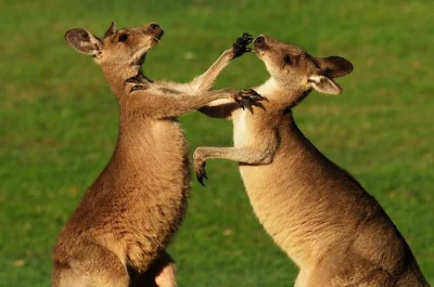kubako - takie trochę europejskie kangury