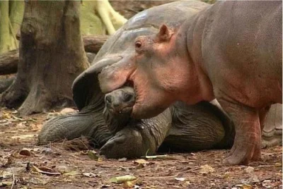 P.....f - Hipopotam szepcze żółwiowi tajemnice na uszko.
#hipopotam #zolw #tajemnice...
