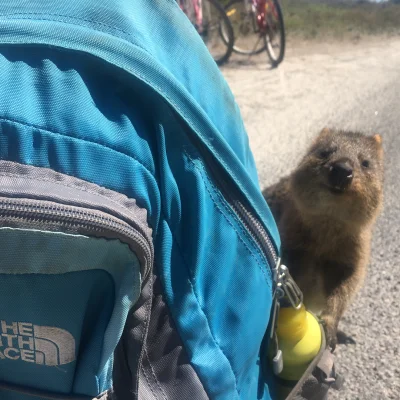 mfek00 - Dzień dobry, kontrola bagażu
Proszę przygotować liścieje
#quokka #quokkana...