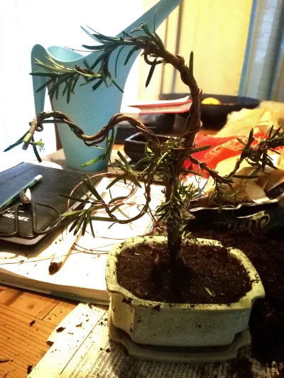 KrolWlosowzNosa - Dzień urlopu wykorzystany. 
Pierwsze podejście do własnego #bonsai...