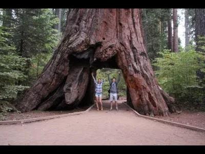 Seraf - Oglądamy gigantyczne Sekwoje w Calaveras Big Trees State Park, California

#s...