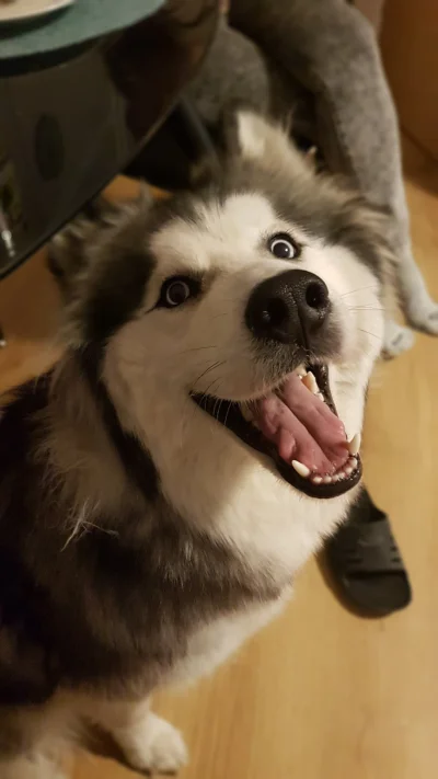 Khalimowski - Wafel pełen radości #smiesznypiesek #husky#husky #pies