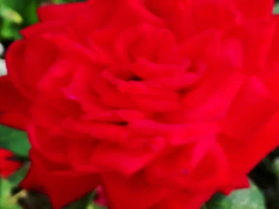 laaalaaa - Róża 72/100
#mojeroze #ogrodnictwo #chwalesie #mojezdjecie