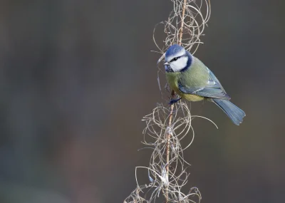 angelosodano - Modraszka zwyczajna (Cyanistes caeruleus)_
#vaticanouccello #vaticano...