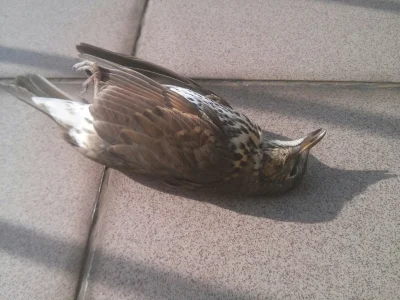 sasza_ - #ptaki #kiciochpyta
 
Znalazłem go martwego na balkonie . Mam sie bać ptasie...