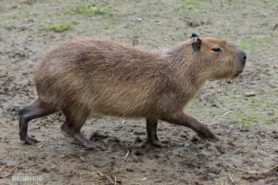 TyrionKanister - #kapibara to taka #swinkamorska, tylko z dłuższymi nóżkami i szyjką
...