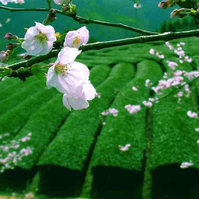 u.....r - Wiosna coraz bliżej w #japonia oraz #herbata z wiosennego zbioru (｡◕‿‿◕｡)
...