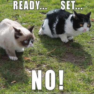 templlar - #koty #grumpycat #heheszki