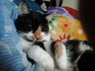 dach - "Obudźcie mnie na wigilię"

#koty #smiesznypiesek #pokazkota #niewacik