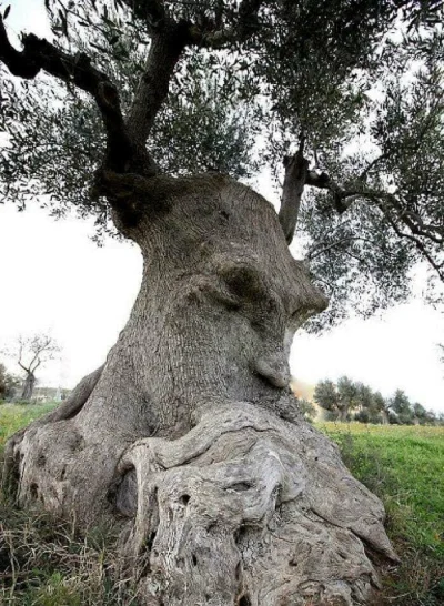 Zwiadowca_Historii - "Myślące drzewo" - starożytne drzewo oliwne w Apulii na terenie ...